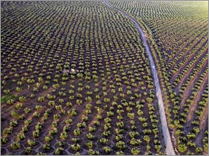 Asesoramiento en olivicultura