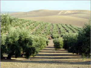 Olivicultura Argentina